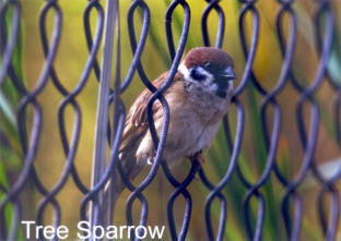 Tree Sparrow